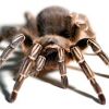 SEO: razgovor s paucima 1. dio